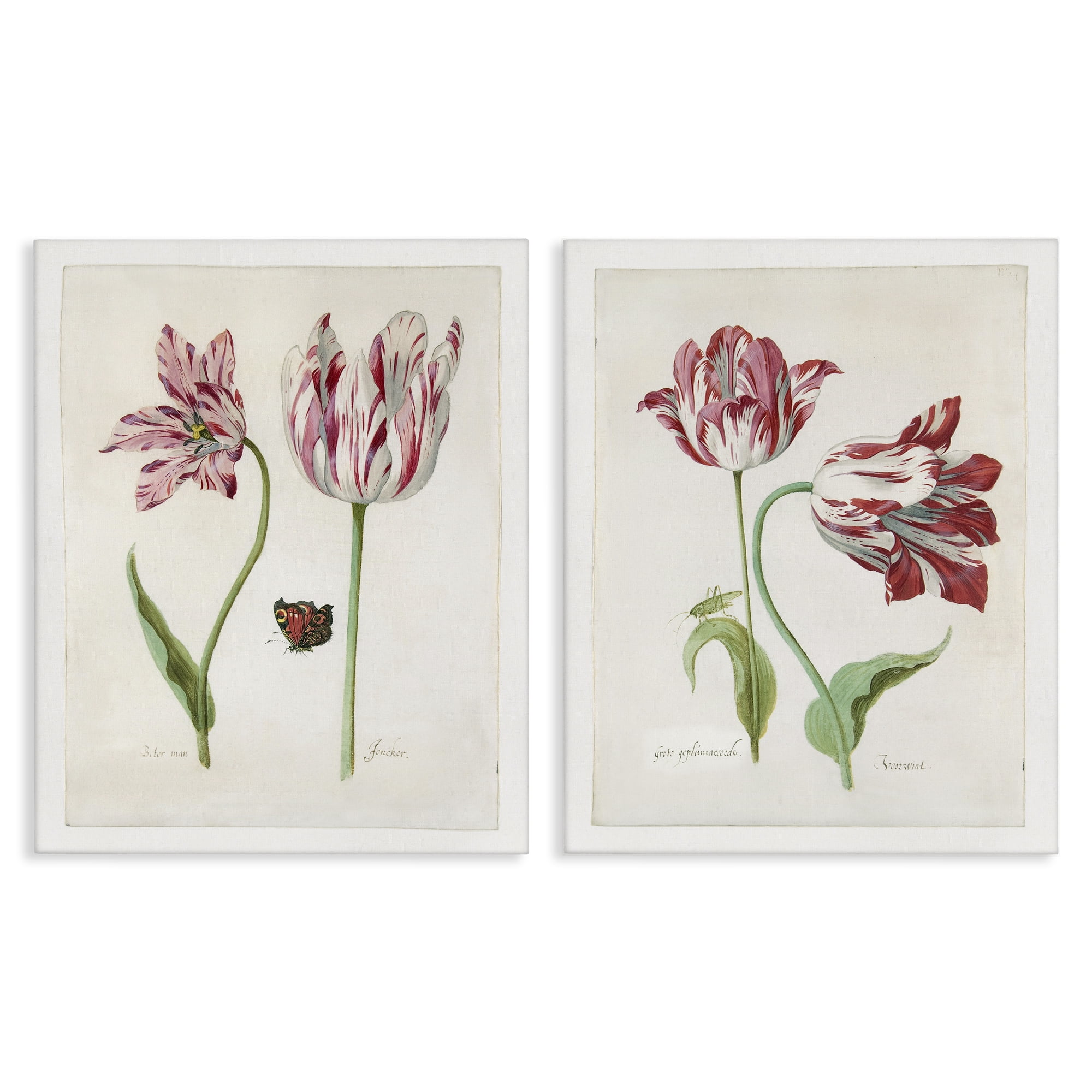Stupell Industries Vintage Tulip & Insect Studies Floral & Botanical Painting Wrapped Canvas Art Print Wall Art, 16 x 20, Set of 2