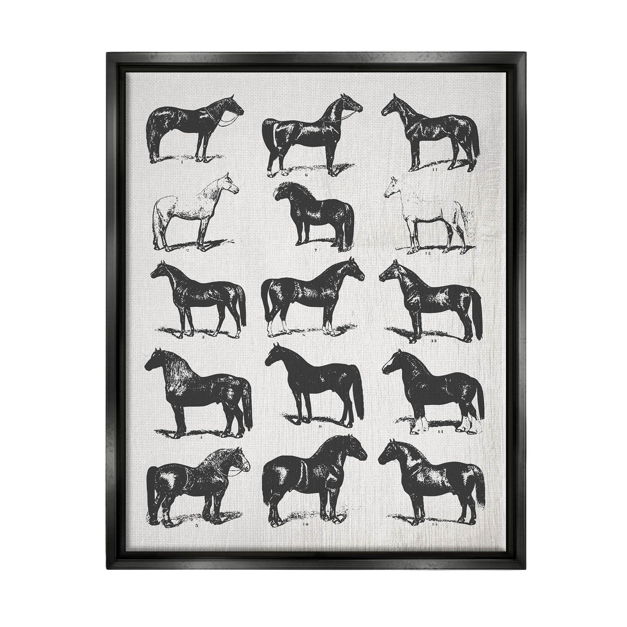 Stupell Industries Vintage Varied Horse Breeds Graphic Art Jet Black Floating Framed Canvas Print Wall Art, Design by Daphne Polselli