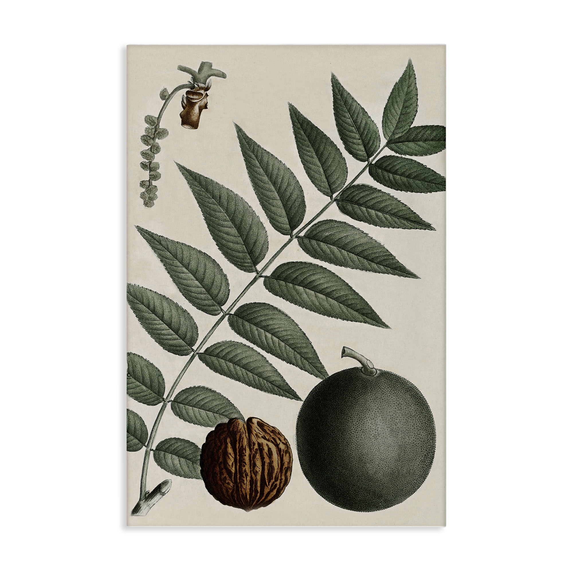 Stupell Industries Vintage Walnut & Leaf Plants & Flowers Painting Wrapped Canvas Art Print Wall Art, 20 x 30