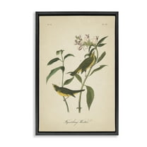 Stupell Industries Vintage Warbler Diagram Animals & Insects Painting Black Floater Framed Canvas Art Print Wall Art, 17 x 25