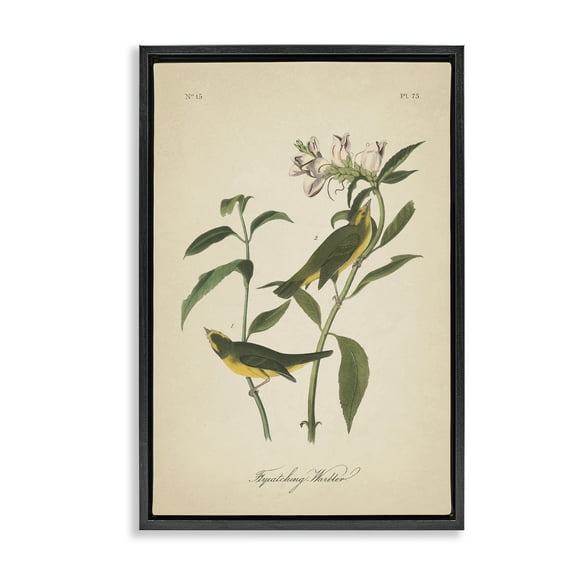 Stupell Industries Vintage Warbler Diagram Animals & Insects Painting Black Floater Framed Canvas Art Print Wall Art, 17 x 25