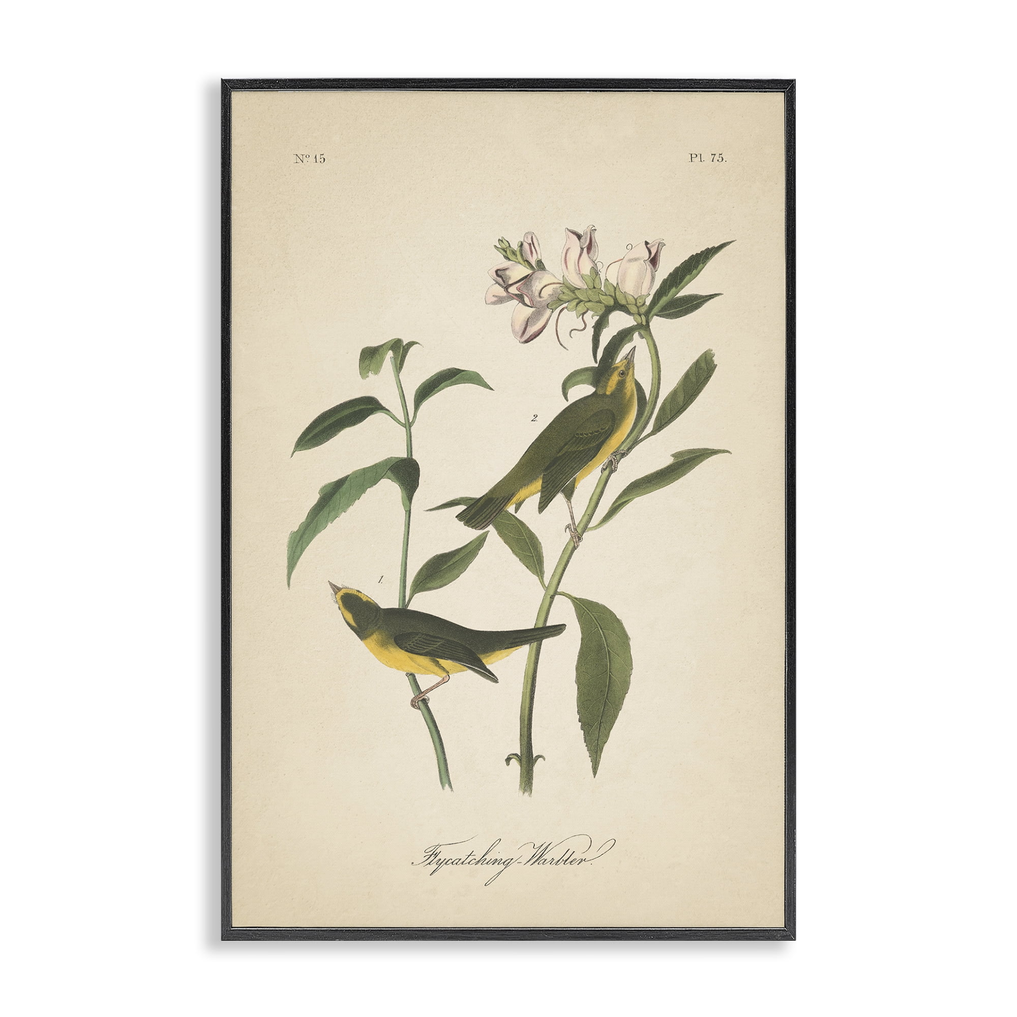 Stupell Industries Vintage Warbler Diagram Animals & Insects Painting