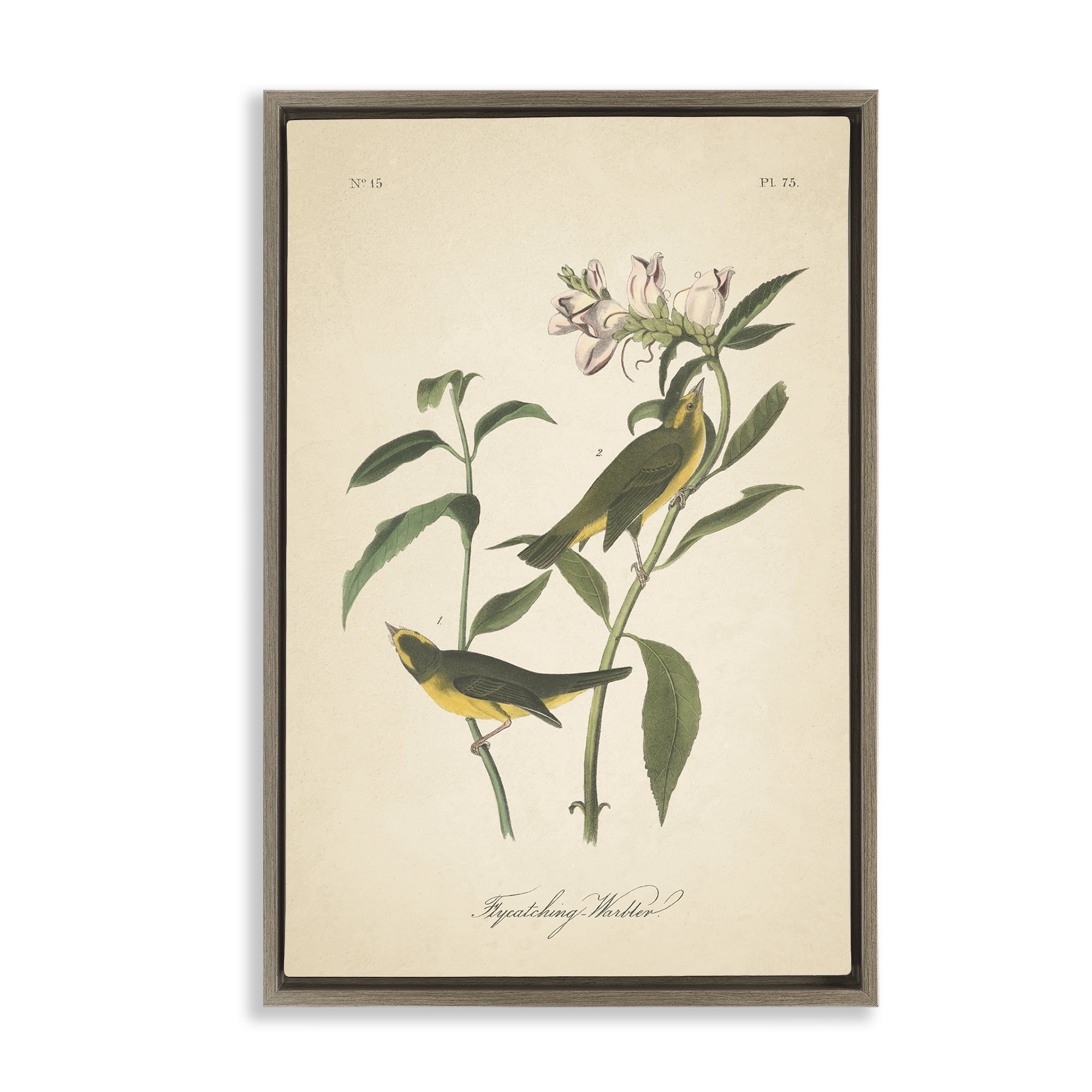 Stupell Industries Vintage Warbler Diagram Animals & Insects Painting Brown Floater Framed Canvas Art Print Wall Art, 17 x 25