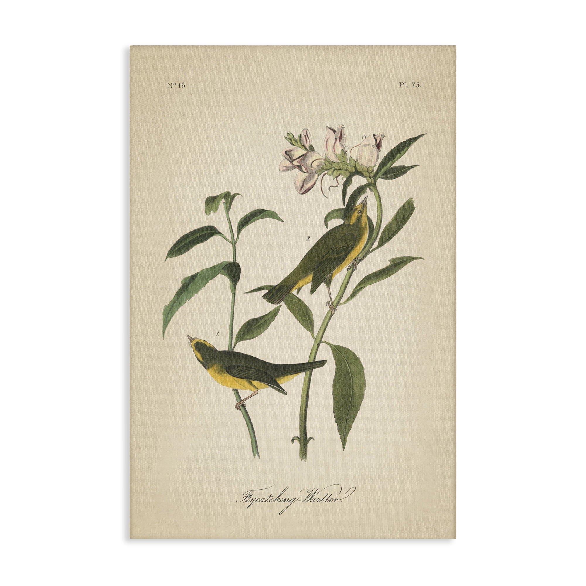 Stupell Industries Vintage Warbler Diagram Animals & Insects Painting Gallery Wrapped Canvas Art Print Wall Art, 30 x 45