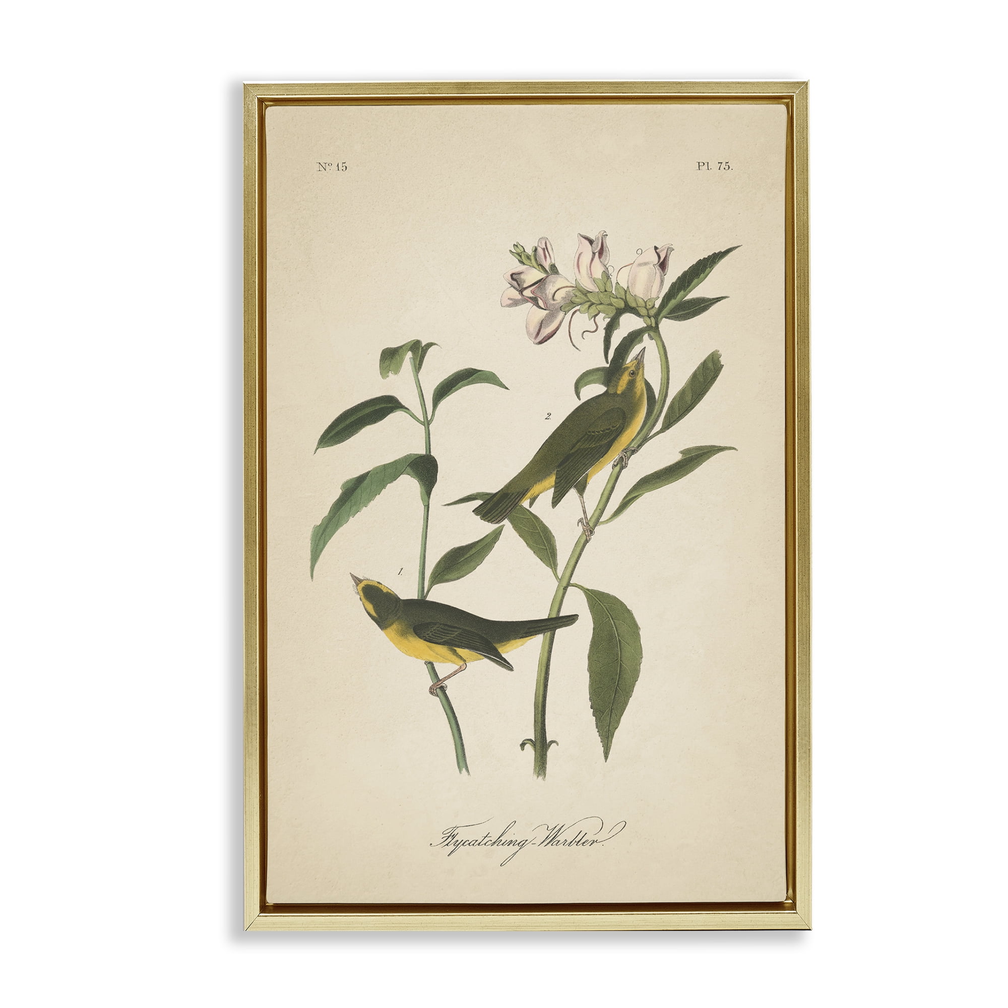 Stupell Industries Vintage Warbler Diagram Animals & Insects Painting Gold Floater Framed Canvas Art Print Wall Art, 17 x 25