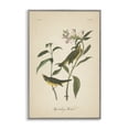 thumbnail image 1 of Stupell Industries Vintage Warbler Diagram Animals & Insects Painting Gray Framed Art Print Wall Art, 20 x 30, 1 of 10