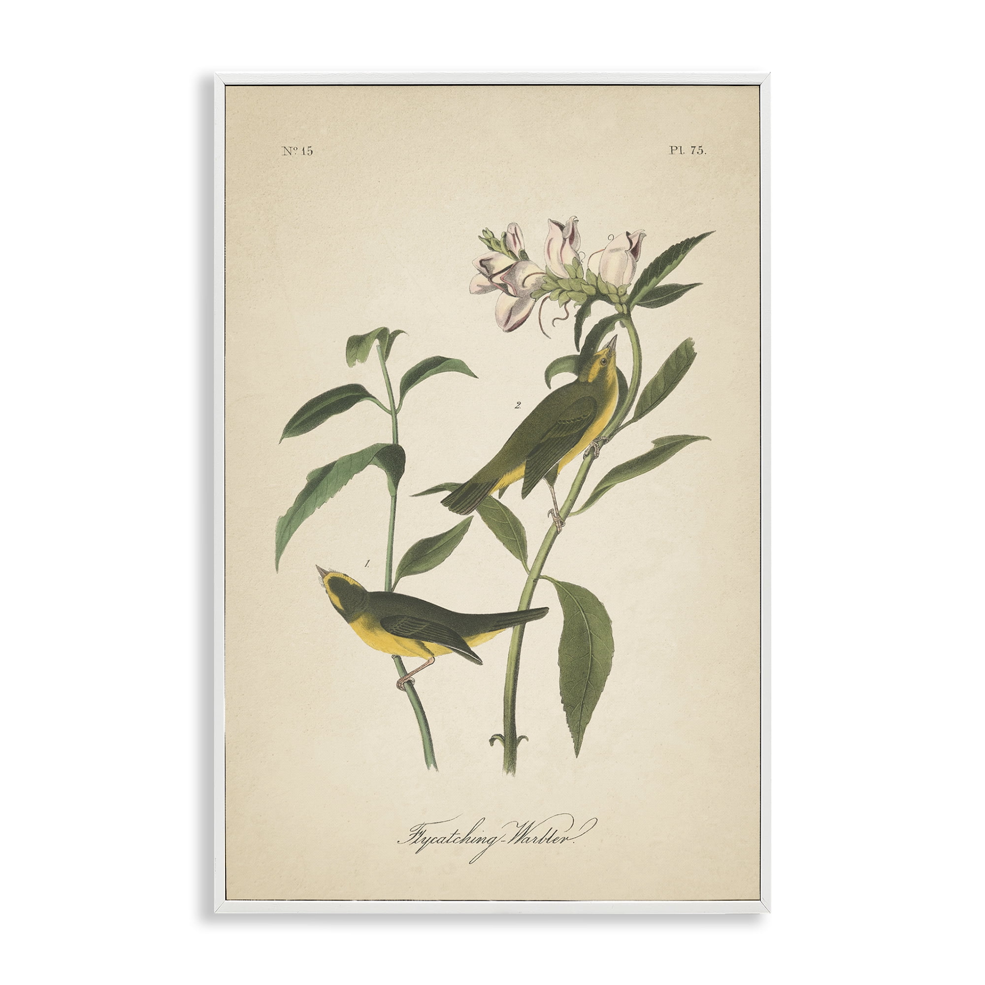 Stupell Industries Vintage Warbler Diagram Animals & Insects Painting White Framed Art Print Wall Art, 20 x 30