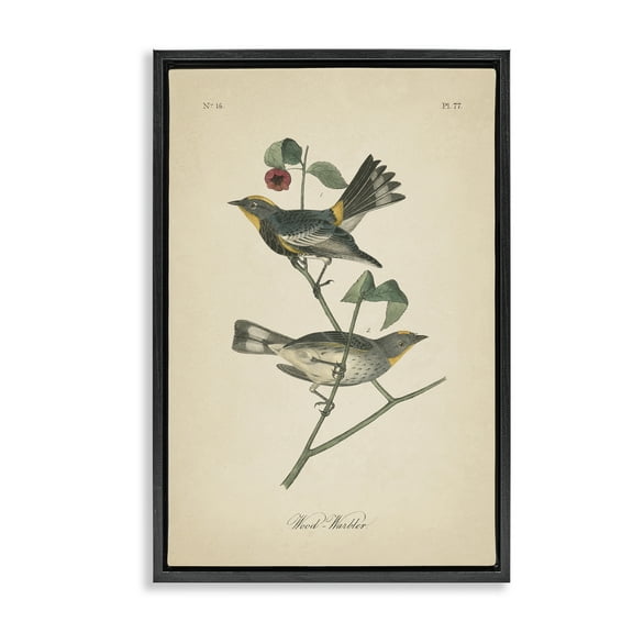 Stupell Industries Vintage Warbler Page Animals & Insects Painting Black Floater Framed Canvas Art Print Wall Art, 17 x 25