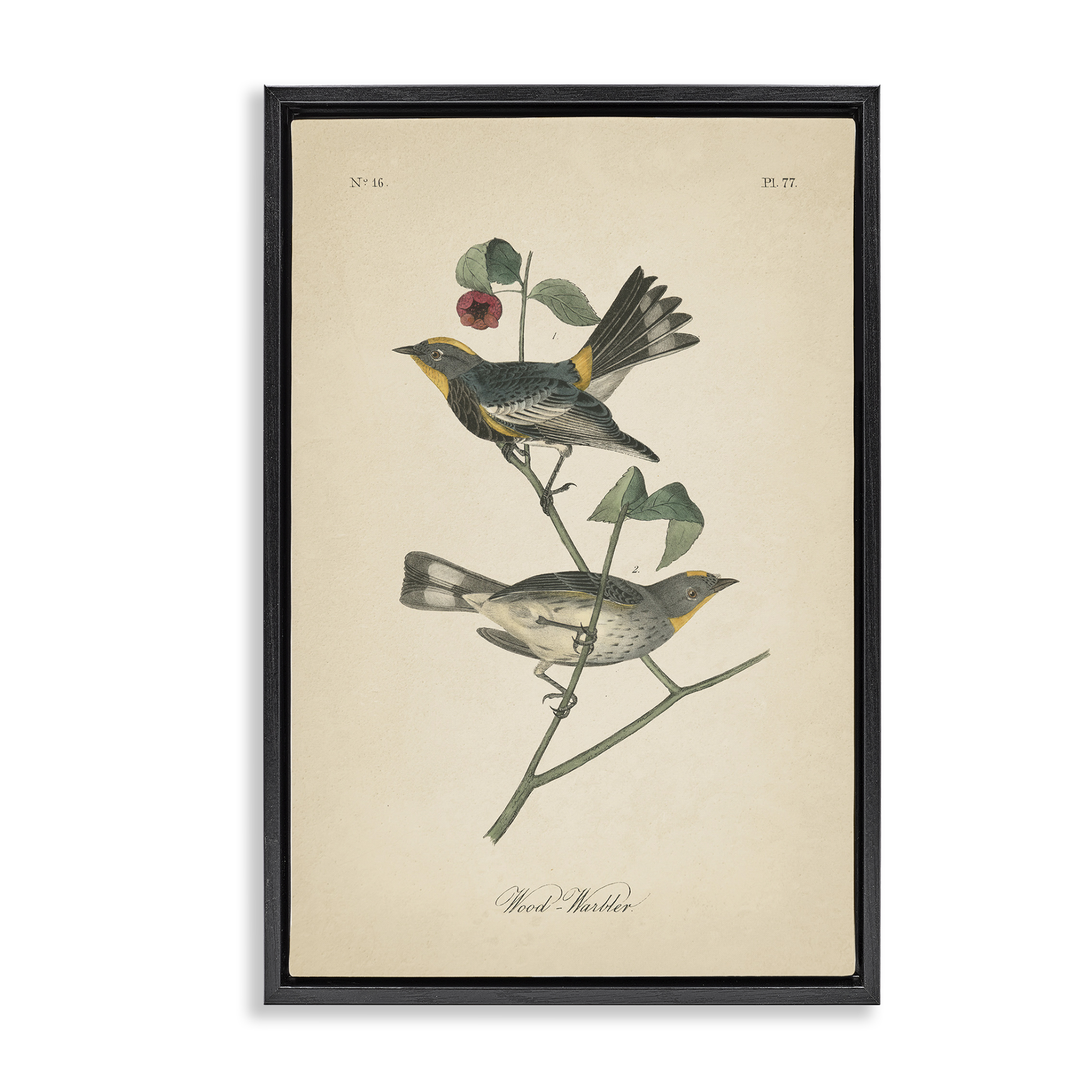 Stupell Industries Vintage Warbler Page Animals & Insects Painting Black Floater Framed Canvas Art Print Wall Art, 21 x 31