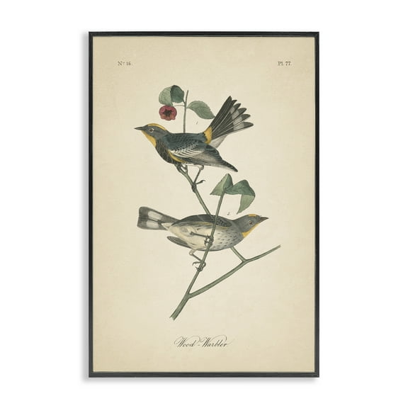 Stupell Industries Vintage Warbler Page Animals & Insects Painting Black Framed Art Print Wall Art, 12 x 18