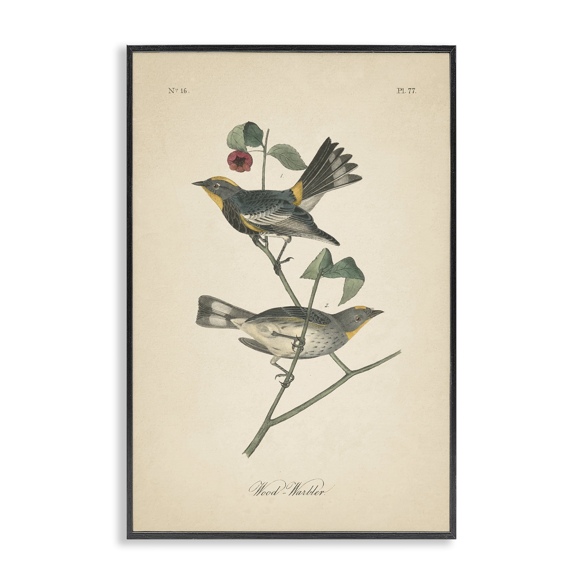 Stupell Industries Vintage Warbler Page Animals & Insects Painting Black Framed Art Print Wall Art, 16 x 24