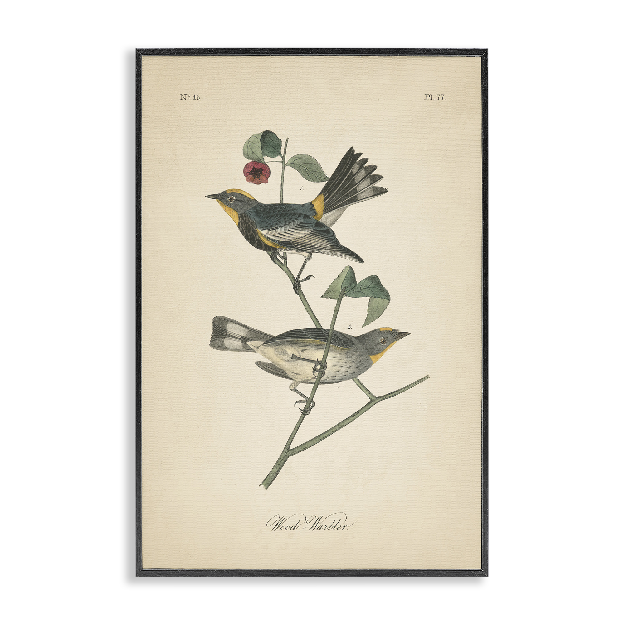 Stupell Industries Vintage Warbler Page Animals & Insects Painting Black Framed Art Print Wall Art, 20 x 30