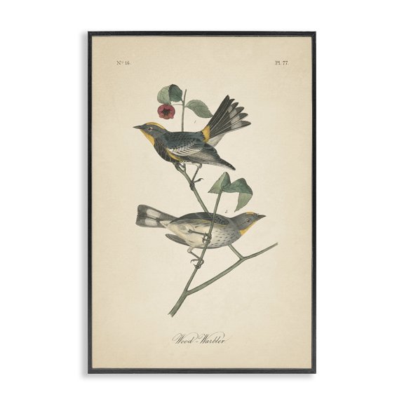 Stupell Industries Vintage Warbler Page Animals & Insects Painting Black Framed Art Print Wall Art, 20 x 30