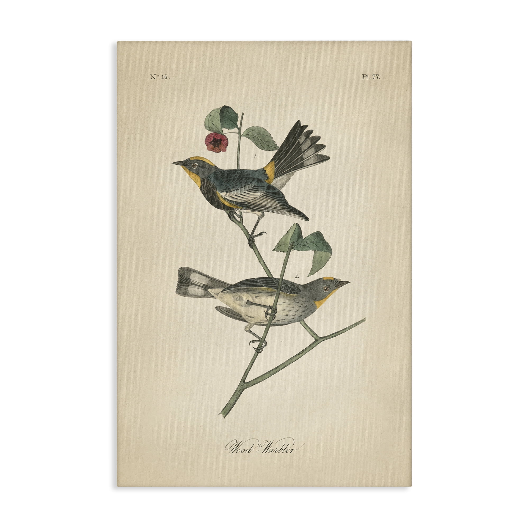Stupell Industries Vintage Warbler Page Animals & Insects Painting Gallery Wrapped Canvas Art Print Wall Art, 20 x 30