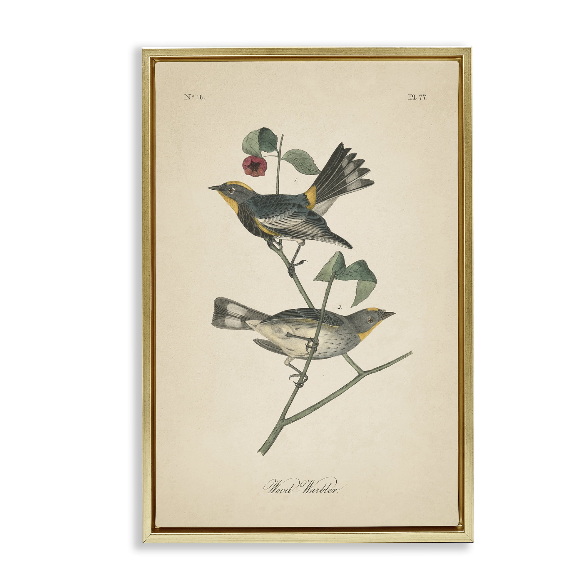 Stupell Industries Vintage Warbler Page Animals & Insects Painting Gold Floater Framed Canvas Art Print Wall Art, 17 x 25