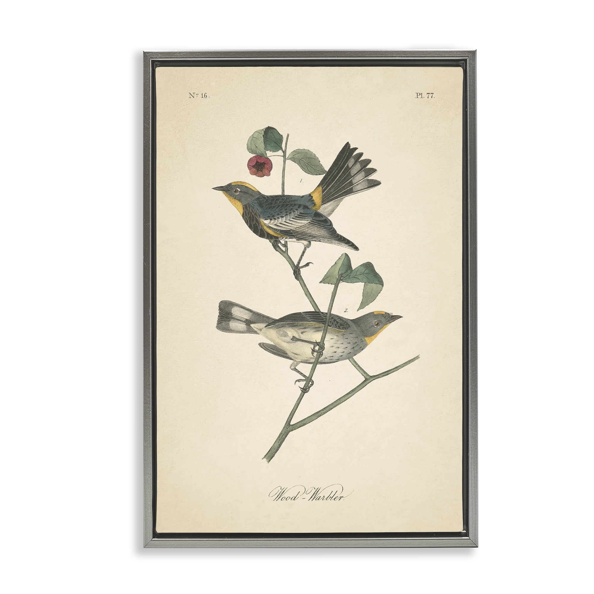 Stupell Industries Vintage Warbler Page Animals & Insects Painting Gray Floater Framed Canvas Art Print Wall Art, 21 x 31