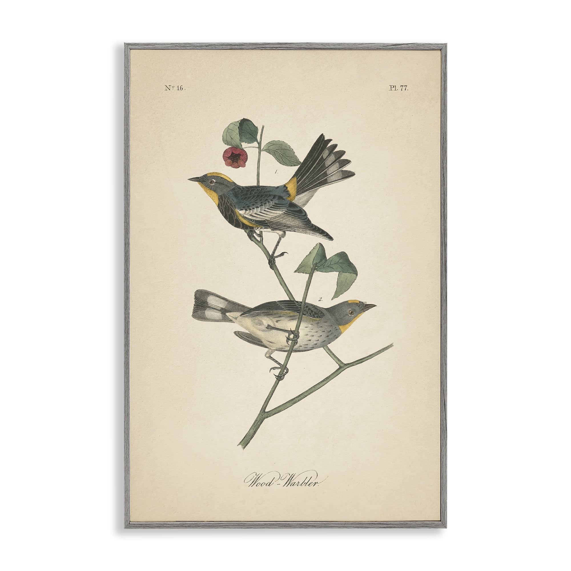 Stupell Industries Vintage Warbler Page Animals & Insects Painting Gray Framed Art Print Wall Art, 20 x 30