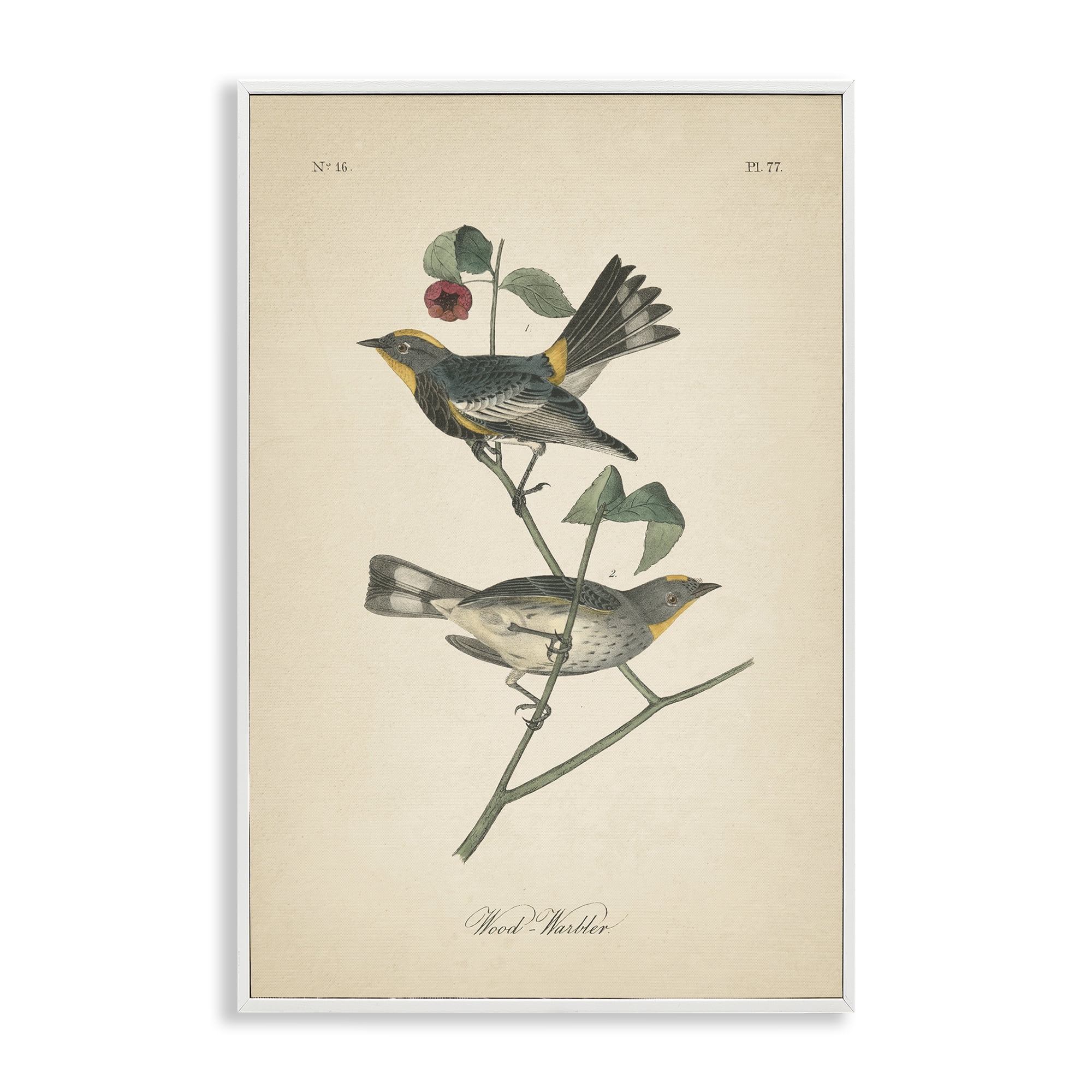 Stupell Industries Vintage Warbler Page Animals & Insects Painting White Framed Art Print Wall Art, 12 x 18