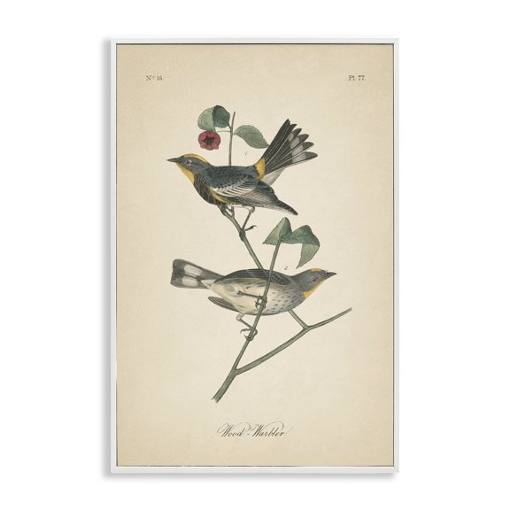 Stupell Industries Vintage Warbler Page Animals & Insects Painting White Framed Art Print Wall Art, 16 x 24