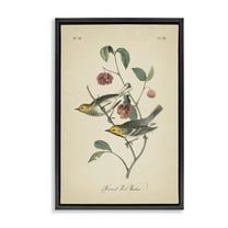 Stupell Industries Vintage Warbler & Plants Animals & Insects Painting Black Floater Framed Canvas Art Print Wall Art, 17 x 25
