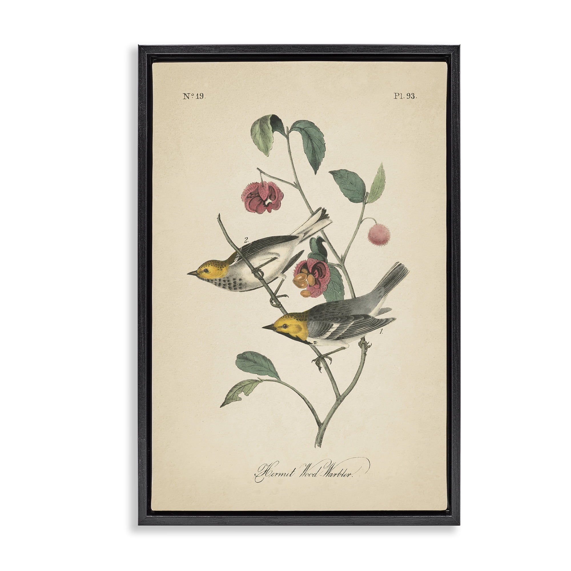 Stupell Industries Vintage Warbler & Plants Animals & Insects Painting Black Floater Framed Canvas Art Print Wall Art, 21 x 31