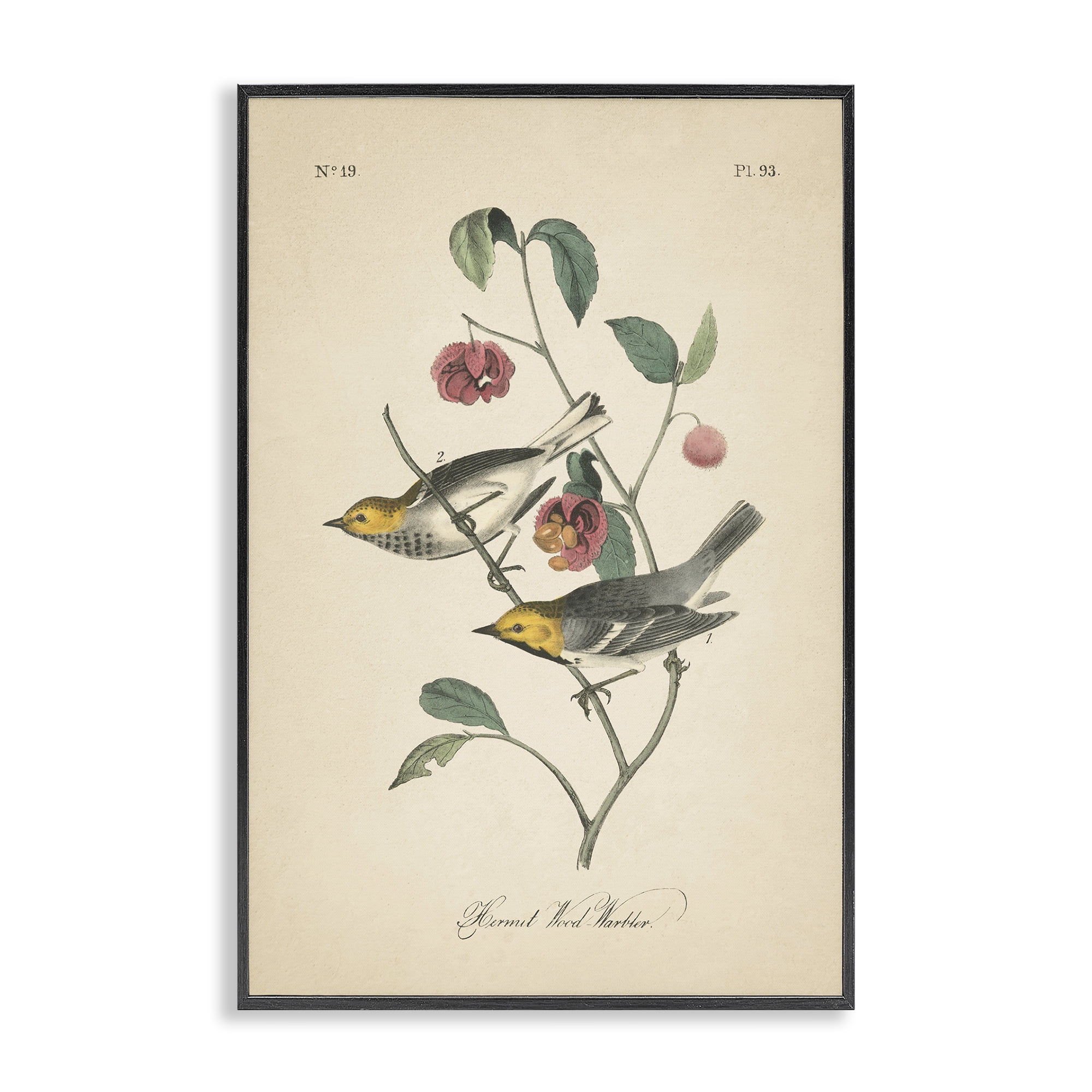 Stupell Industries Vintage Warbler & Plants Animals & Insects Painting Black Framed Art Print Wall Art, 12 x 18