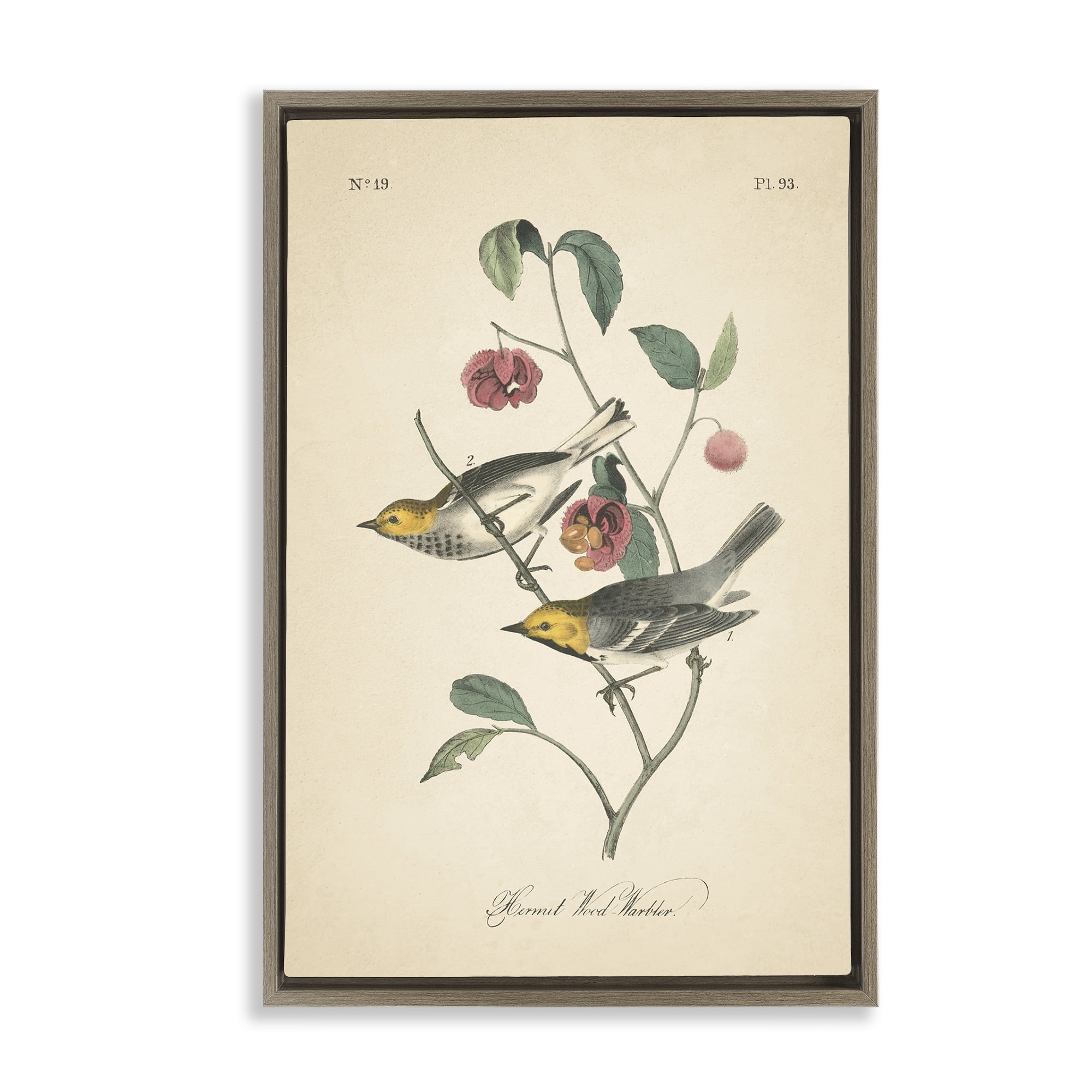 Stupell Industries Vintage Warbler & Plants Animals & Insects Painting Brown Floater Framed Canvas Art Print Wall Art, 17 x 25