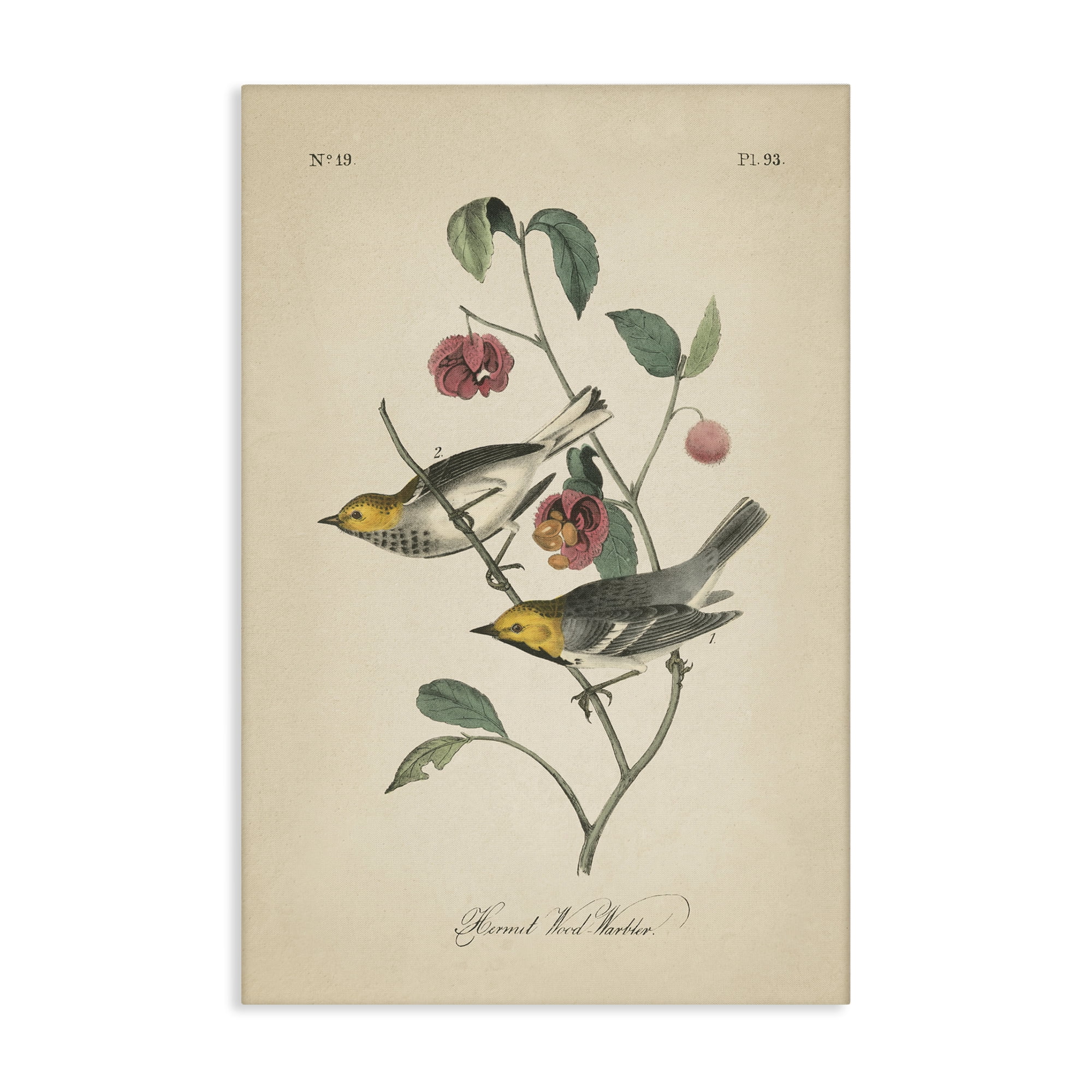 Stupell Industries Vintage Warbler & Plants Animals & Insects Painting Gallery Wrapped Canvas Art Print Wall Art, 16 x 24