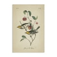 thumbnail image 1 of Stupell Industries Vintage Warbler & Plants Animals & Insects Painting Gallery Wrapped Canvas Art Print Wall Art, 24 x 36, 1 of 8