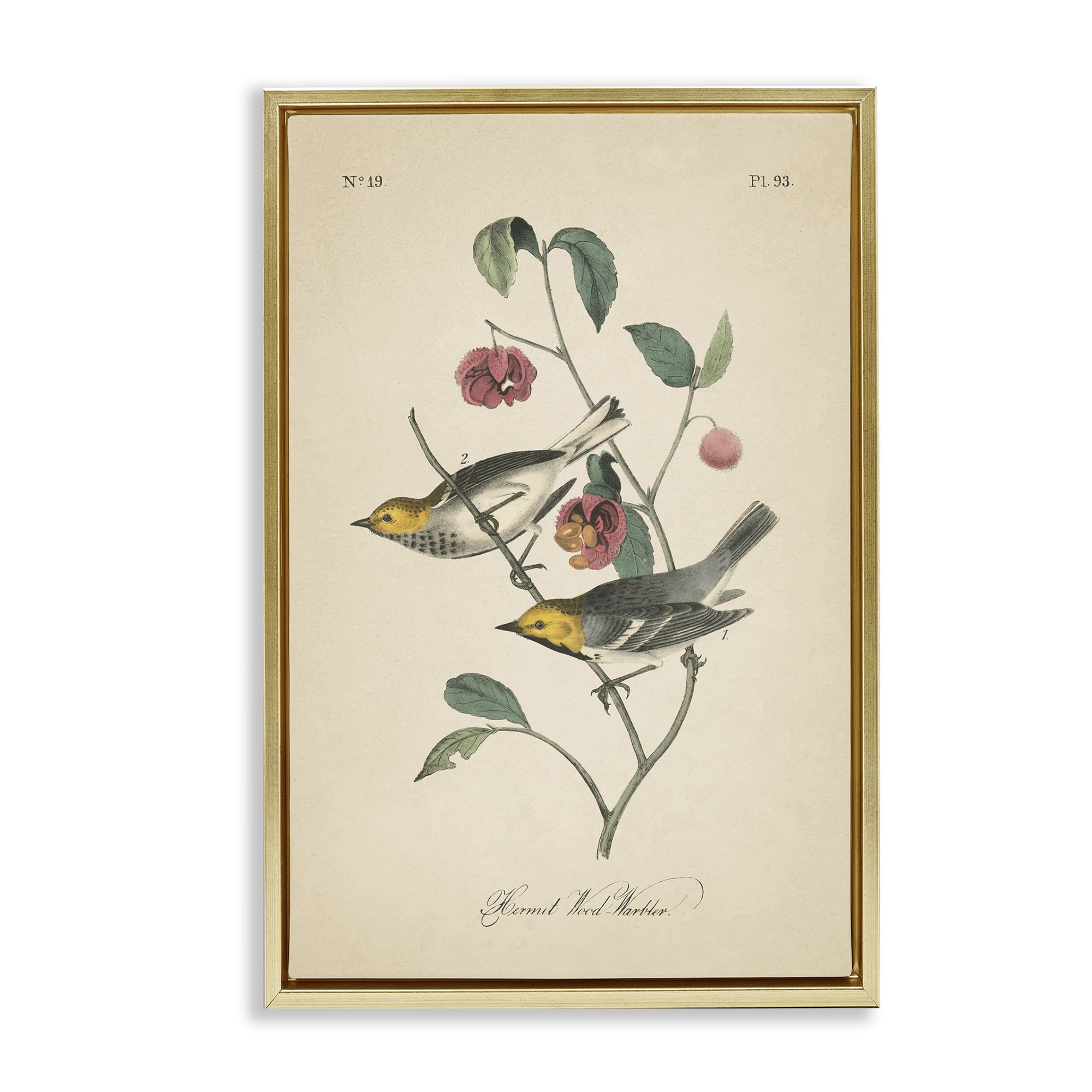 Stupell Industries Vintage Warbler & Plants Animals & Insects Painting Gold Floater Framed Canvas Art Print Wall Art, 17 x 25