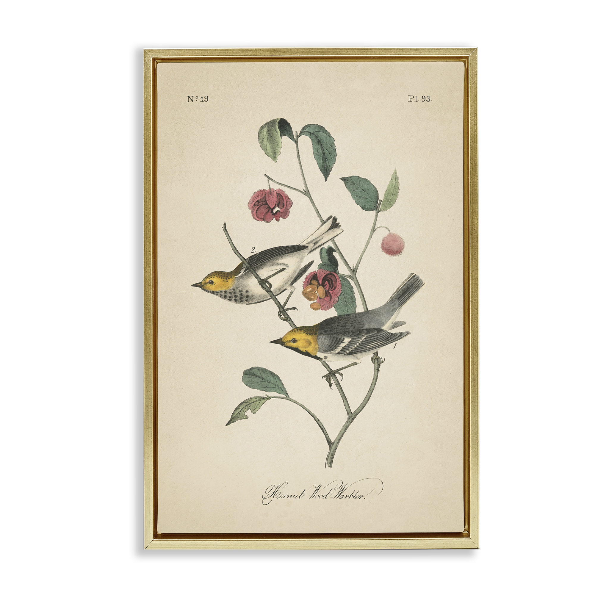 Stupell Industries Vintage Warbler & Plants Animals & Insects Painting Gold Floater Framed Canvas Art Print Wall Art, 21 x 31