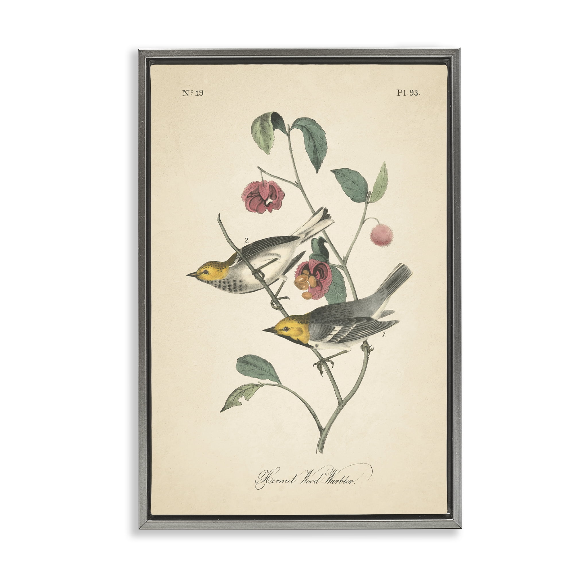 Stupell Industries Vintage Warbler & Plants Animals & Insects Painting Gray Floater Framed Canvas Art Print Wall Art, 17 x 25