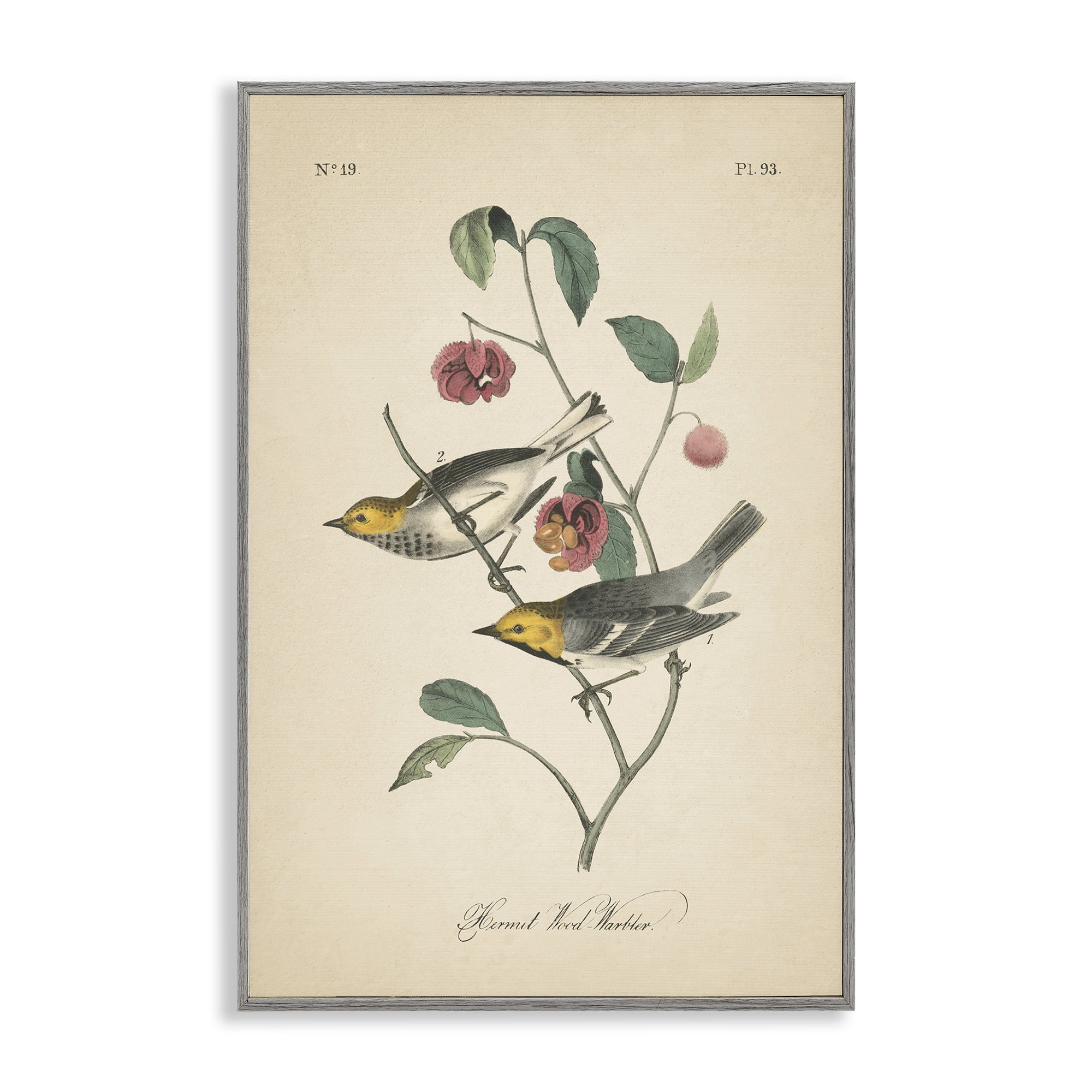 Stupell Industries Vintage Warbler & Plants Animals & Insects Painting Gray Framed Art Print Wall Art, 16 x 24