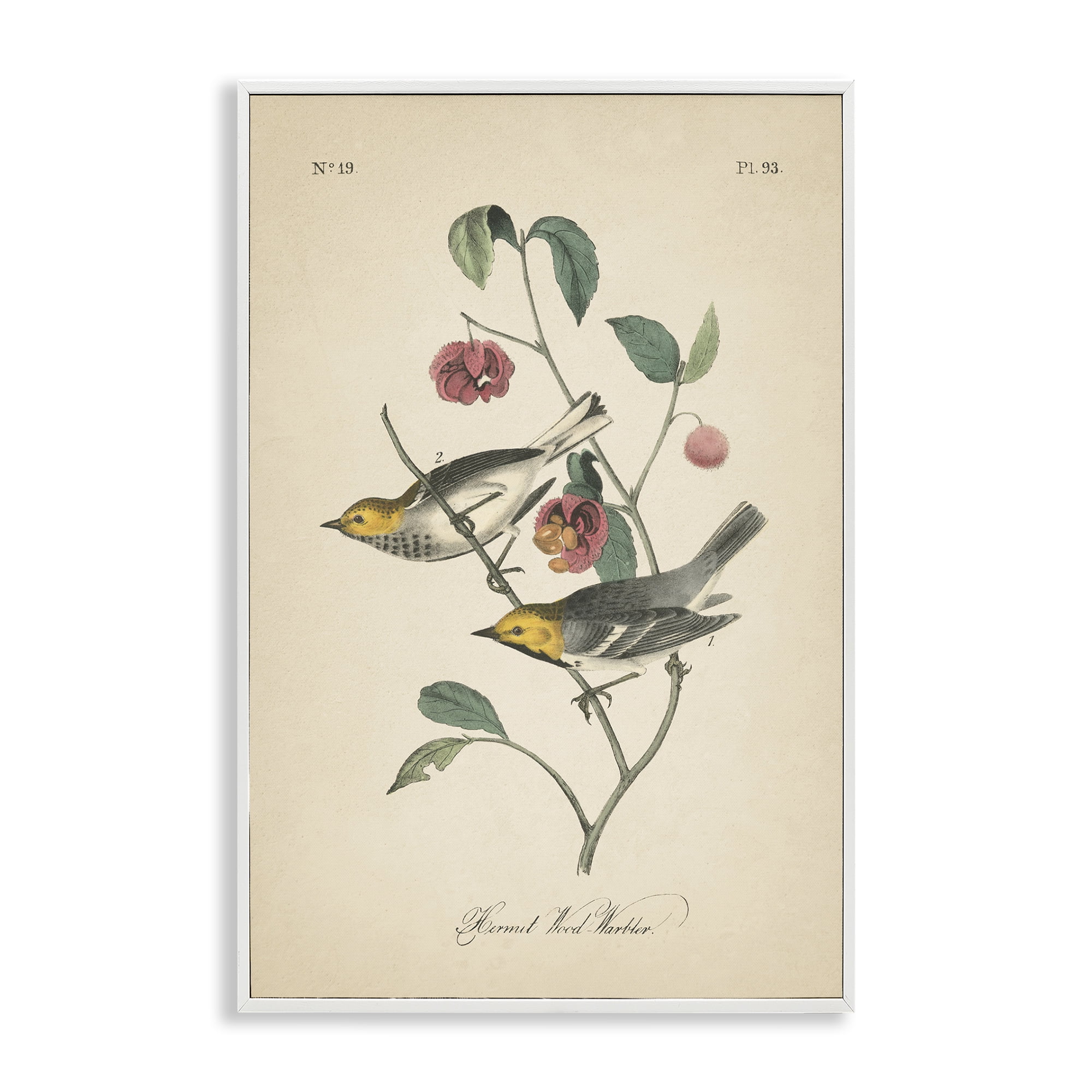 Stupell Industries Vintage Warbler & Plants Animals & Insects Painting White Framed Art Print Wall Art, 20 x 30
