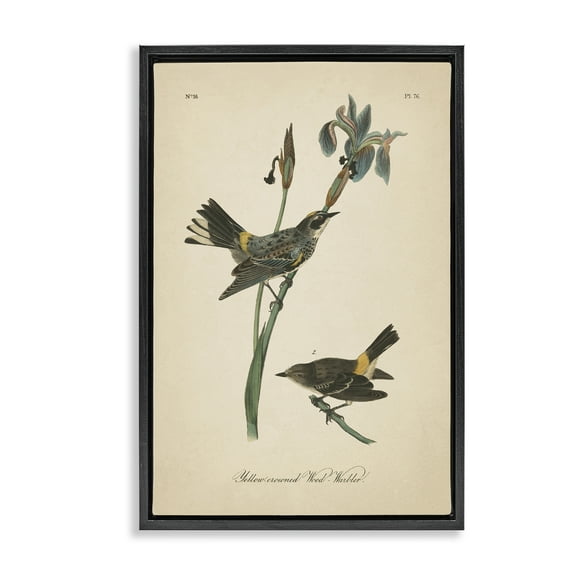 Stupell Industries Vintage Warbler Study Animals & Insects Painting Black Floater Framed Canvas Art Print Wall Art, 17 x 25
