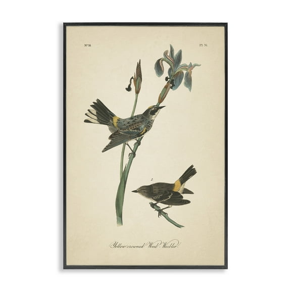 Stupell Industries Vintage Warbler Study Animals & Insects Painting Black Framed Art Print Wall Art, 12 x 18