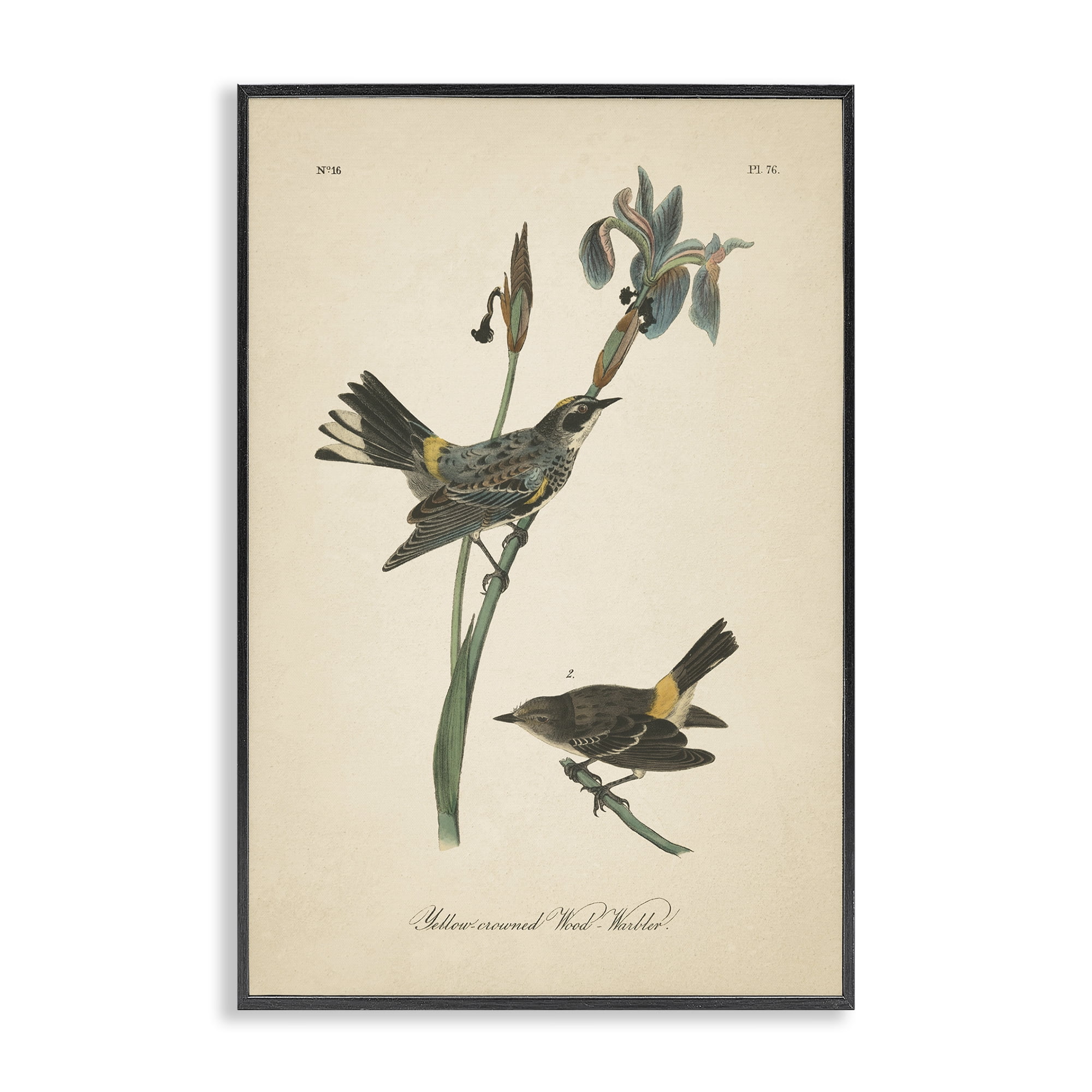 Stupell Industries Vintage Warbler Study Animals & Insects Painting Black Framed Art Print Wall Art, 20 x 30