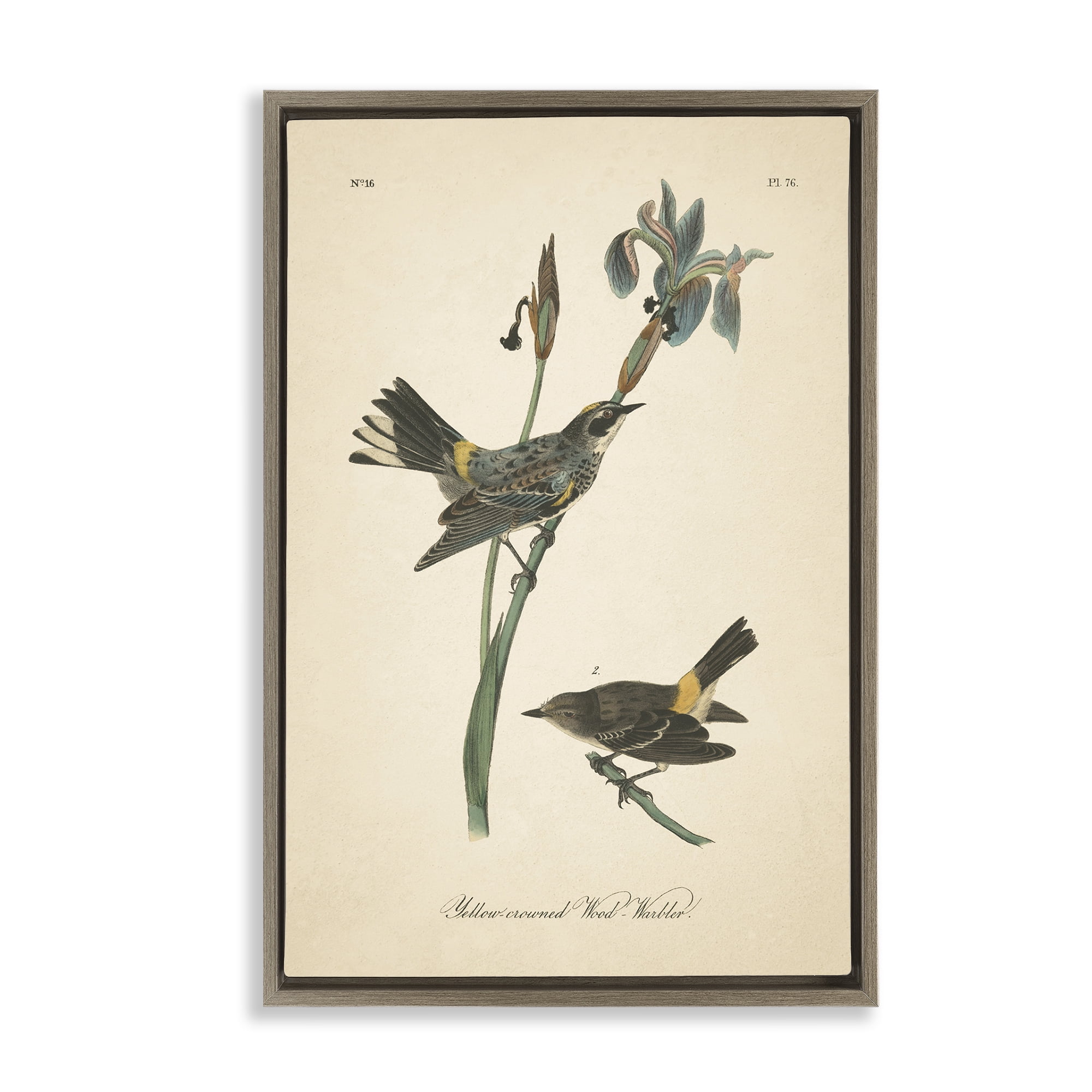 Stupell Industries Vintage Warbler Study Animals & Insects Painting Brown Floater Framed Canvas Art Print Wall Art, 21 x 31
