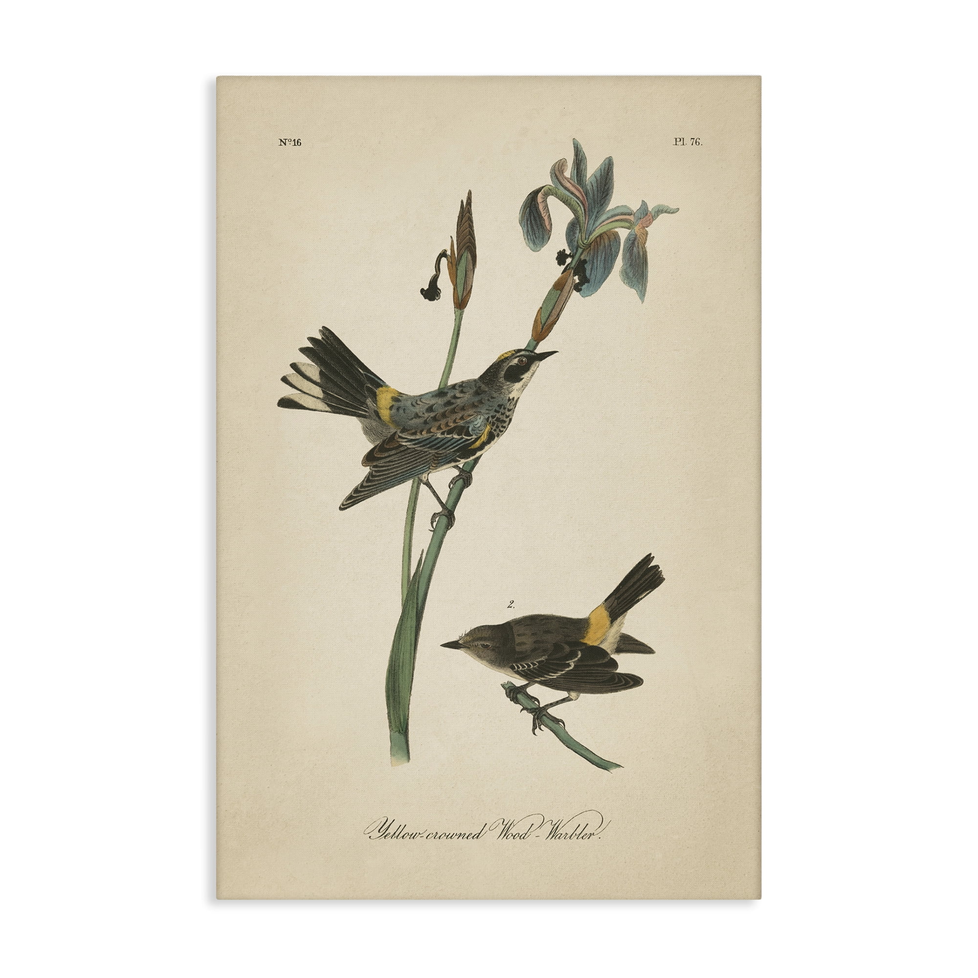 Stupell Industries Vintage Warbler Study Animals & Insects Painting Gallery Wrapped Canvas Art Print Wall Art, 30 x 45