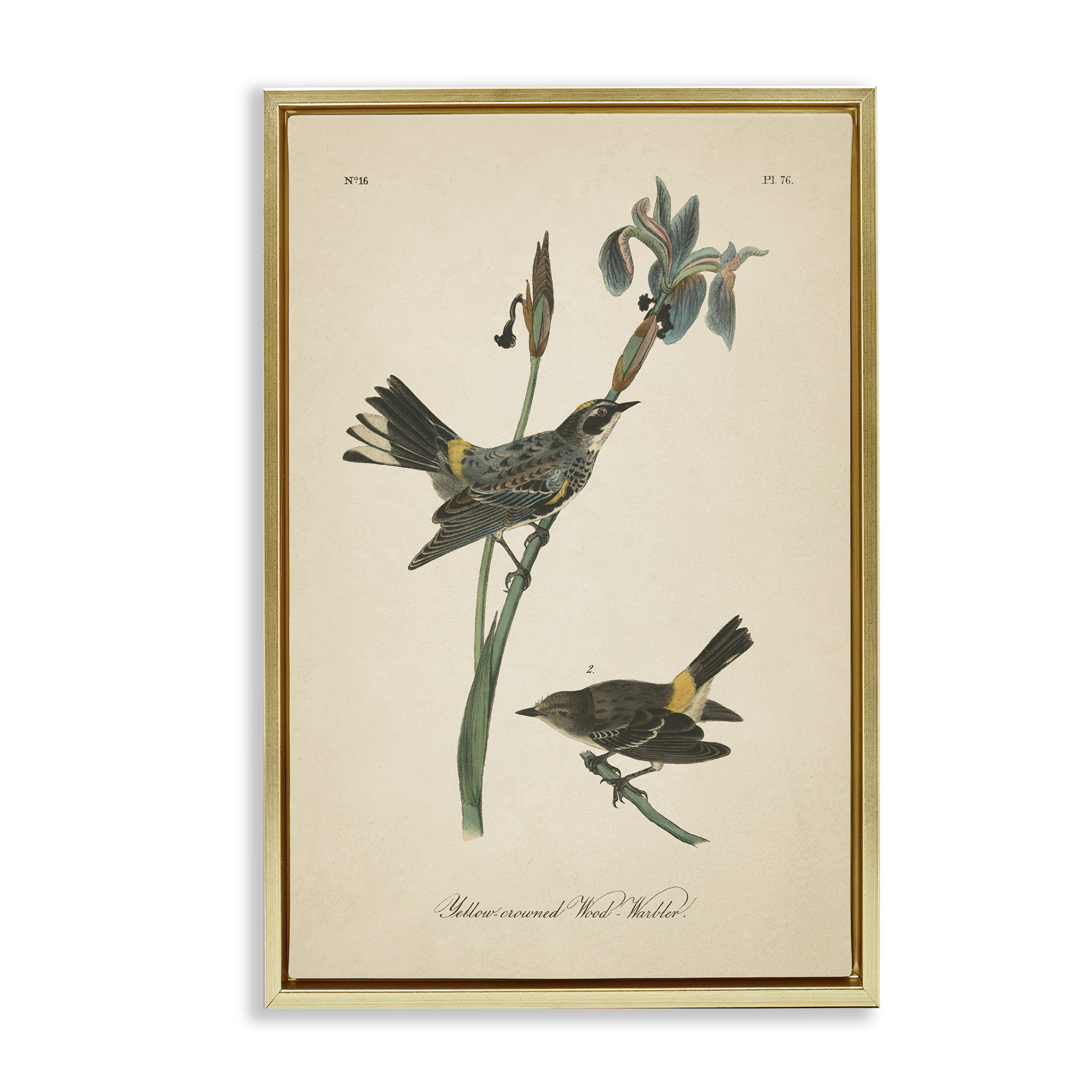 Stupell Industries Vintage Warbler Study Animals & Insects Painting Gold Floater Framed Canvas Art Print Wall Art, 17 x 25