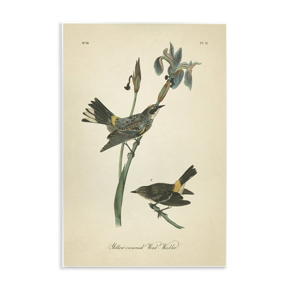 Stupell Industries Vintage Warbler Study Animals & Insects Painting Unframed Art Print Wall Art, 10 x 15