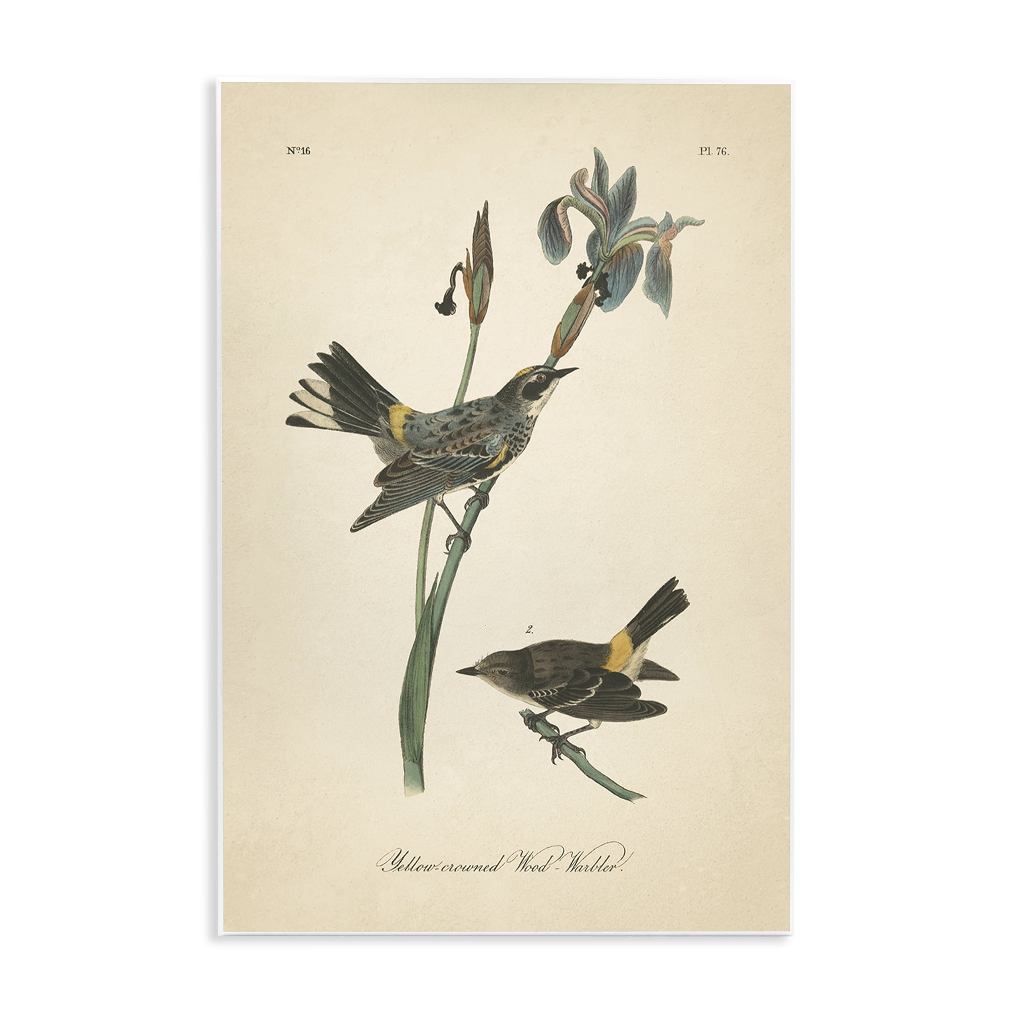 Stupell Industries Vintage Warbler Study Animals & Insects Painting Unframed Art Print Wall Art, 13 x 19