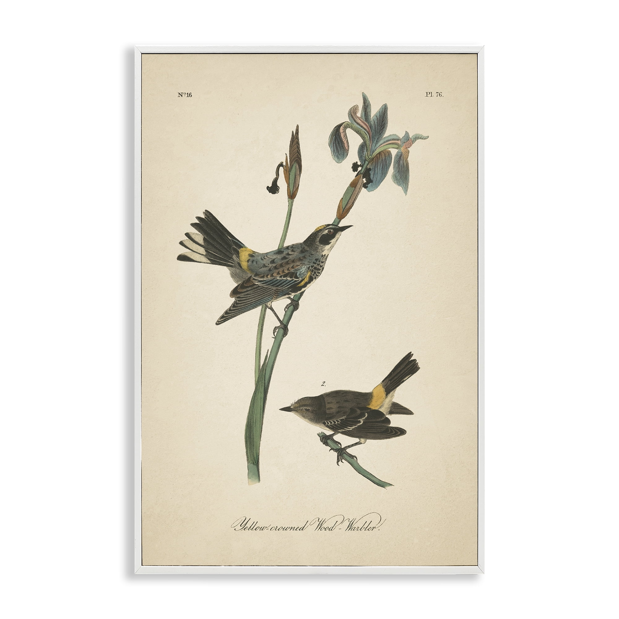 Stupell Industries Vintage Warbler Study Animals & Insects Painting White Framed Art Print Wall Art, 12 x 18