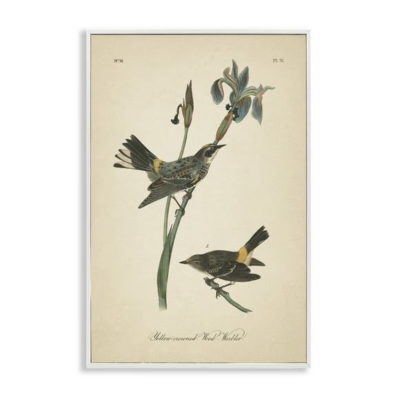 Stupell Industries Vintage Warbler Study Animals & Insects Painting White Framed Art Print Wall Art, 20 x 30