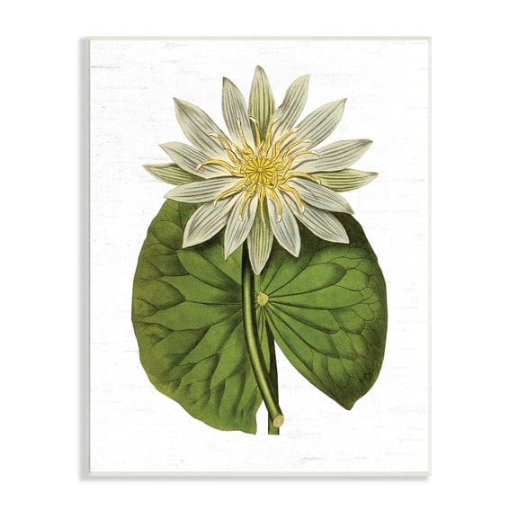 Stupell Industries Vintage Water Lily Floral and Pond Plant Pad,10 x 15, Design by Lettered and Lined