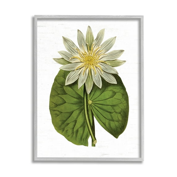 Stupell Industries Vintage Water Lily Floral and Pond Plant Pad,11 x 14, Design by Lettered and Lined