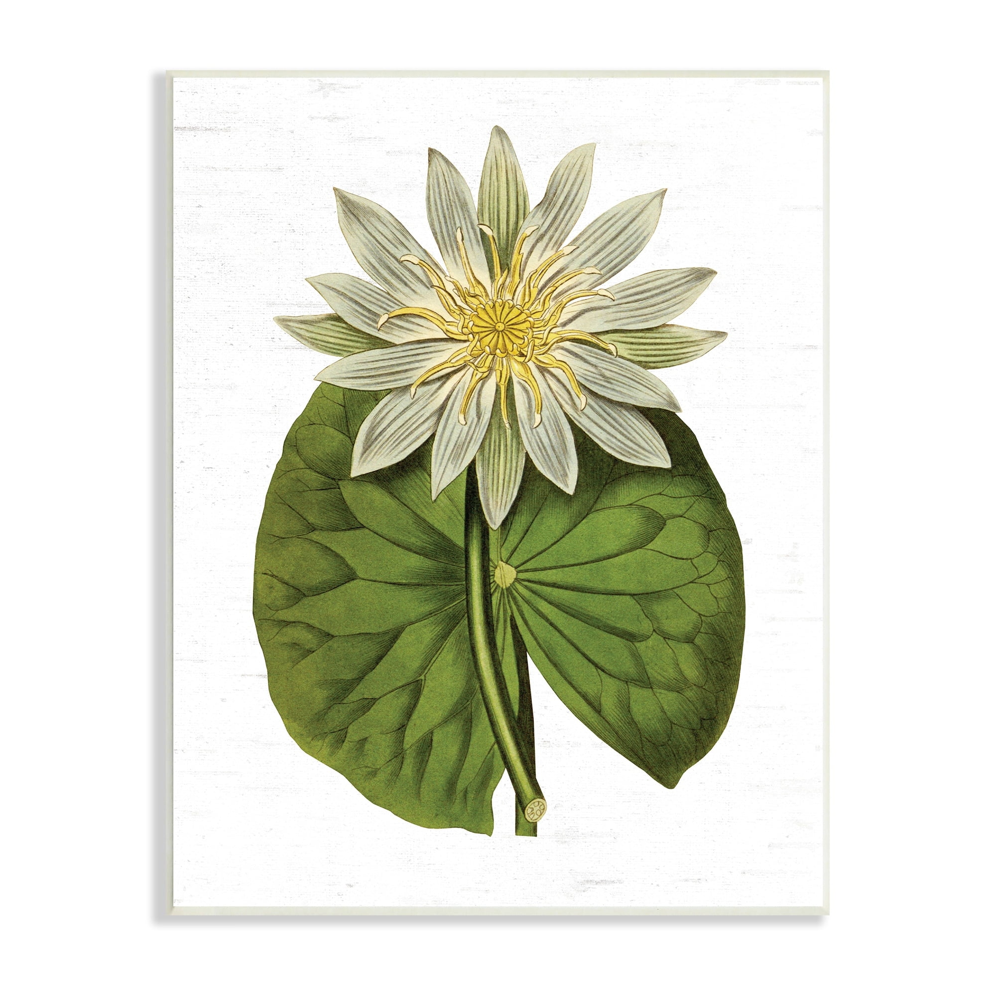 Stupell Industries Vintage Water Lily Floral and Pond Plant Pad,13 x 19, Design by Lettered and Lined
