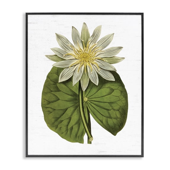 Stupell Industries French Country Vintage Water Lily Floral and Pond Plant Pad Black Framed Giclee Art, 16 x 20, by Lettered and Lined