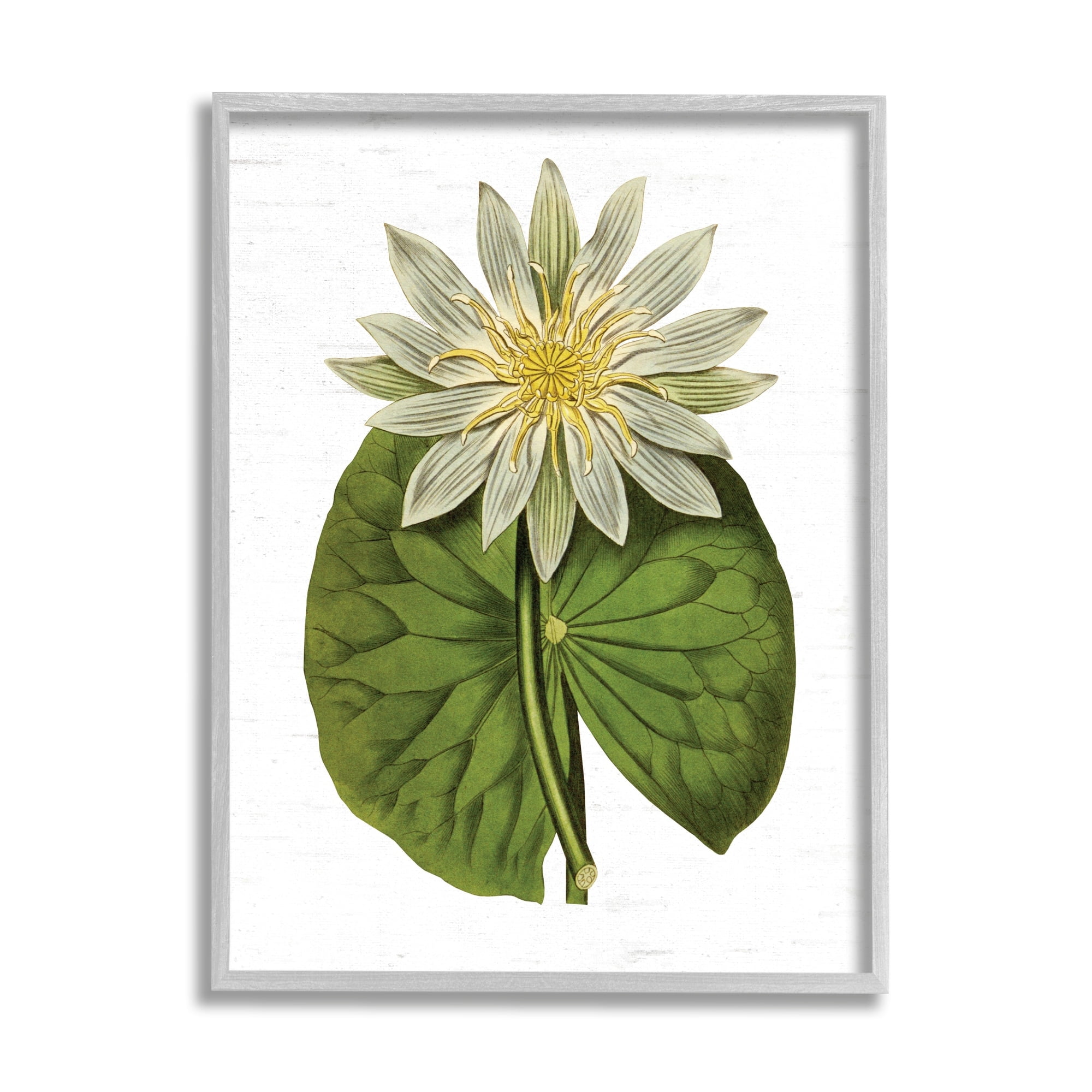 Stupell Industries Vintage Water Lily Floral and Pond Plant Pad,16 x 20, Design by Lettered and Lined