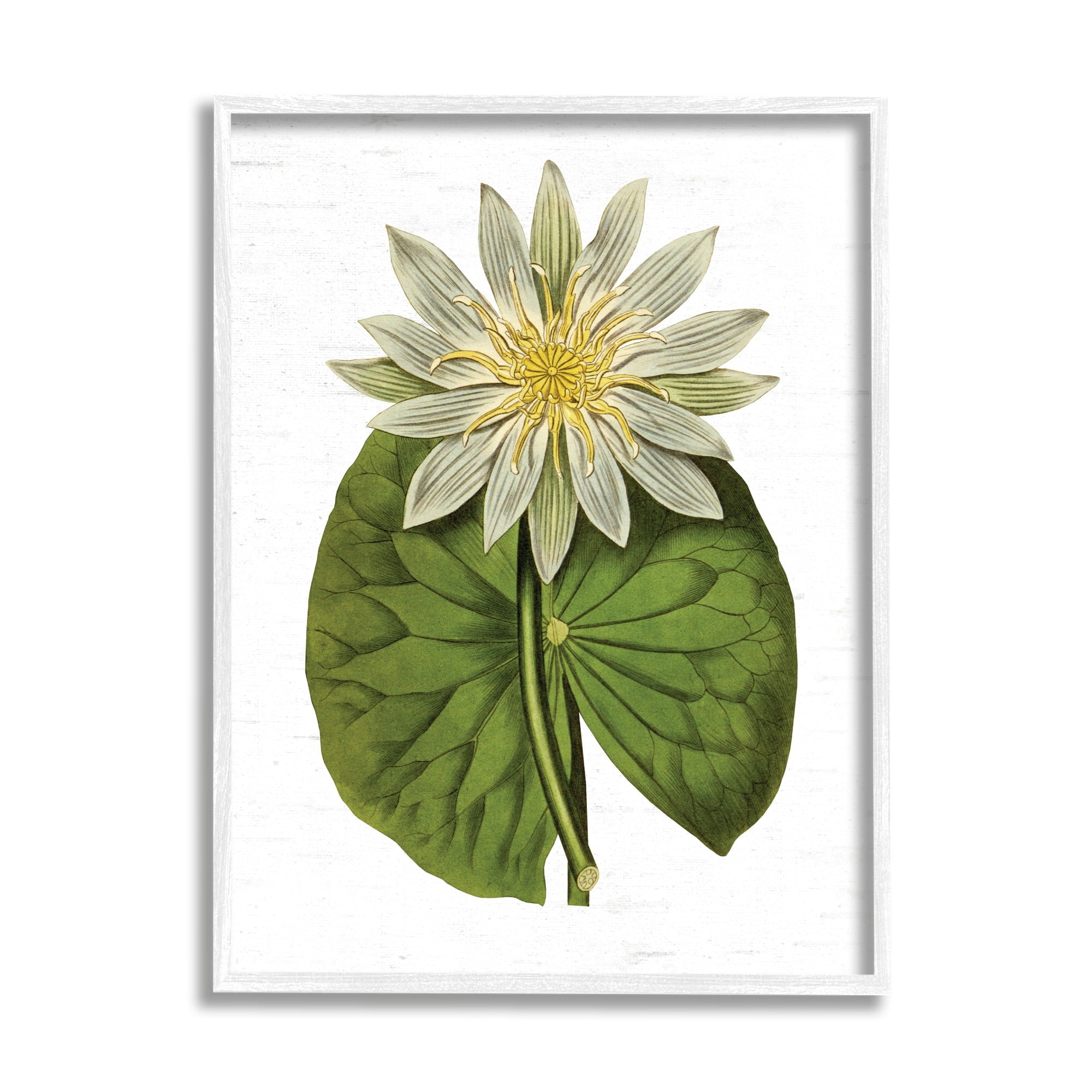 Stupell Industries Vintage Water Lily Floral and Pond Plant Pad,16 x 20, Design by Lettered and Lined